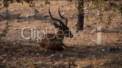 Antilope sitzt im Schatten eines Baumes