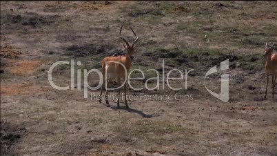 Antilope steht und starrt in der Gegend herum.