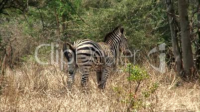 Malawi: Zebra in einer wilden 1
