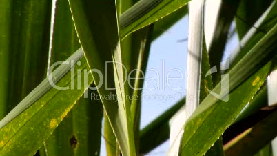 Palmenblätter im Wind