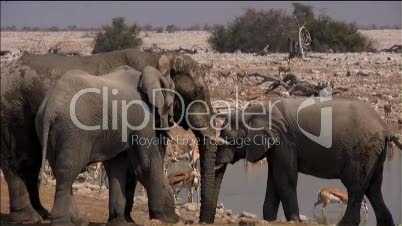 Elefanten trinken am Wasserloch