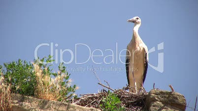 Storch in einem Nest