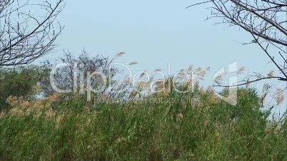 Malawi: Gras in einer Wind