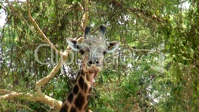 Malawi: Giraffe in einer wilden 4