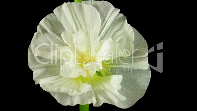 Zeitraffer des weißen gefüllt blühende Blume Malve 1