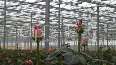 Treibhaus für Rosen