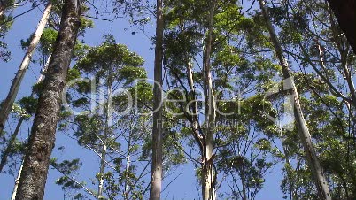 Eukalyptus-Bäume