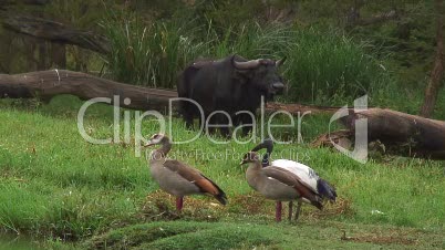 Nilgänse, Heiliger Ibis und Büffel