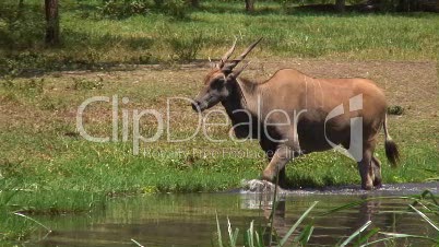 Elen-Antilope am Wasserloch