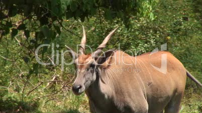 Elen-Antilope am Wasserloch