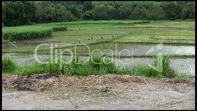 Reisbauern in Thailand