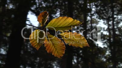 Kastanienblatt im Herbst