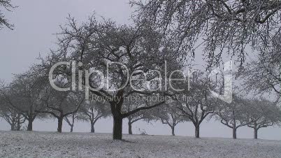 Apfelbaumplantage im Winter
