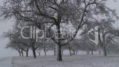 Apfelbaumplantage im Winter 3