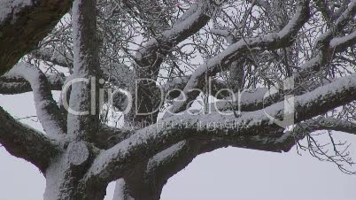 Apfelbaumplantage im Winter 13