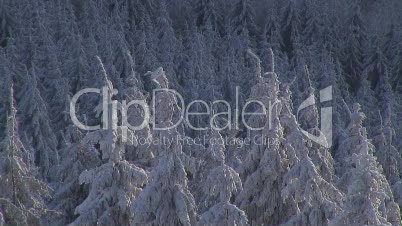 Tannenwald im Winter 2
