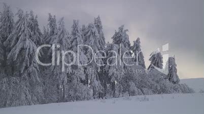 Tannenwald im Winter 4