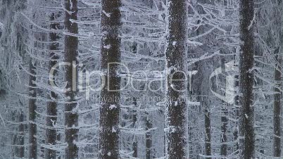 Tannenwald im Winter 11