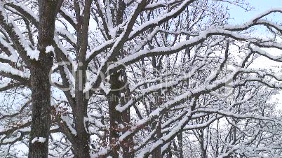 Eichenbäume im Winter