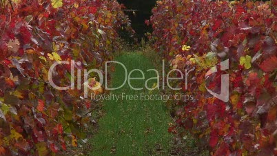Weinberg mit Reben in Herbstfärbung
