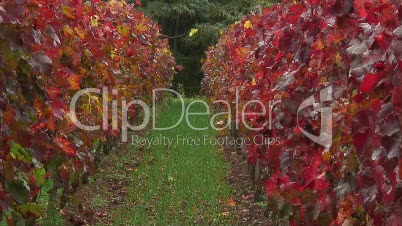 Weinberg mit Reben in Herbstfärbung