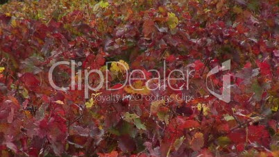 Weinberg mit Reben in Herbstfärbung