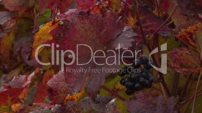 Trauben mit bunten Blättern