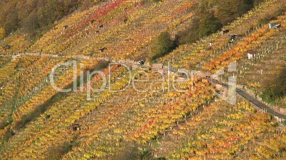 Weinberg in Klingenberg am Main im Herbst