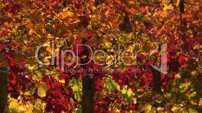 Weinberg in Klingenberg am Main im Herbst