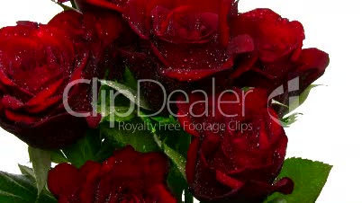 Drehende Strauß roter Rosen mit Wassertropfen, Endlosschleife 5