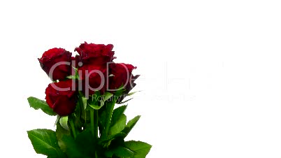 Drehende Strauß roter Rosen mit Wassertropfen, Endlosschleife