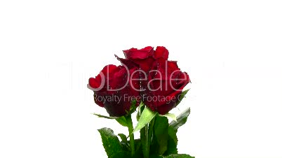 Drehende 3 rote Rosen mit Wassertropfen, Endlosschleife 15