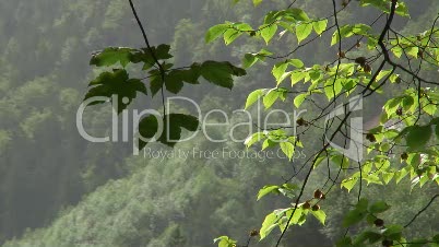 Blätter / Bergwald am Obersee