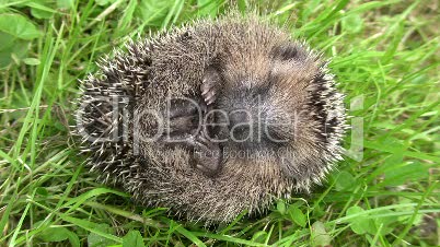 Igel