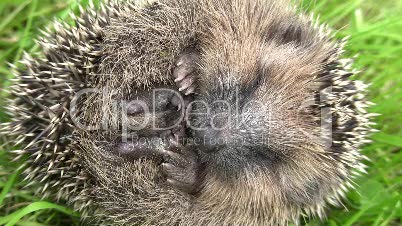 Igel