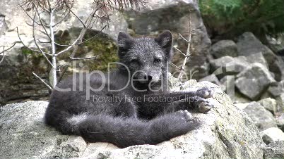 Eisfuchs-Jungtier im Sommer