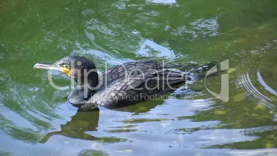 Kormoran bei Gefiederpflege