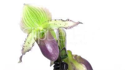 Drehende lila Moccasin Orchidee, endlose Schleife 1