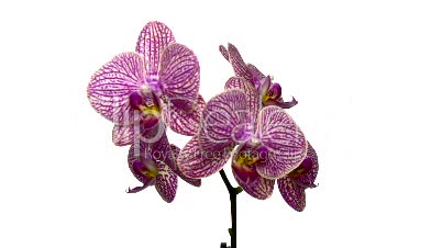 Drehende lila gepunktet Orchidee, endlose Schleife 1