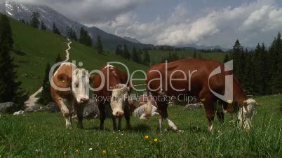 Kühe vor Bergkulisse