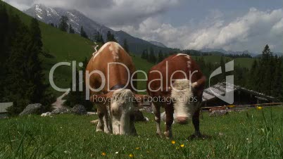 Kühe auf Bergwiese