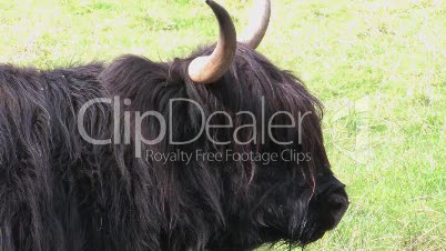 Black Hairy Highland Cow With Large Horns