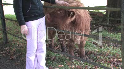Girl Claps Highland Cow Calf