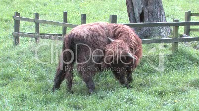 Highland Cow Cleans Itself In Field