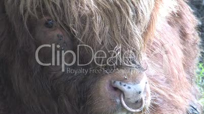Close Up Of Highland Cow