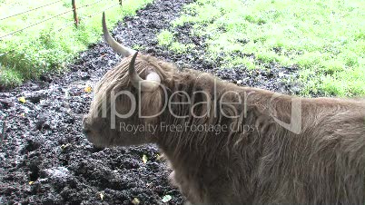 Highland Cow In Field Of Mud