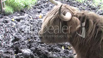 Highland Cow In Field Of Mud In Scotland