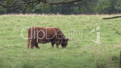 Highland Cow Grazing In Field