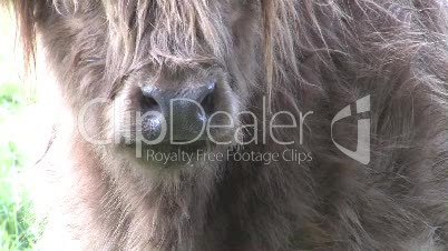 Highland Cow Close Up Of Nose