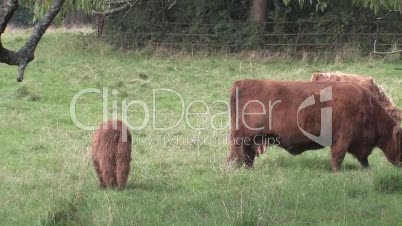 Highland Cows In Field Zoom Out